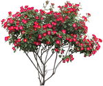 红花植物