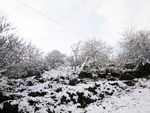白雪皑皑