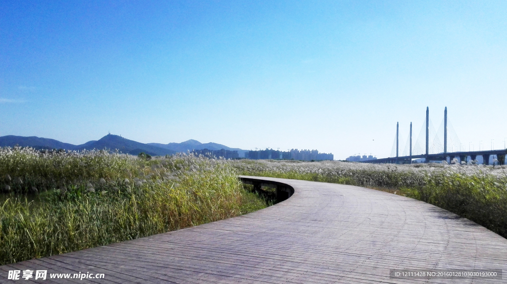 芦苇风景