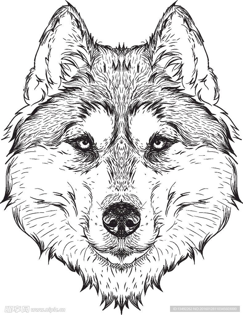 手绘素描动物
