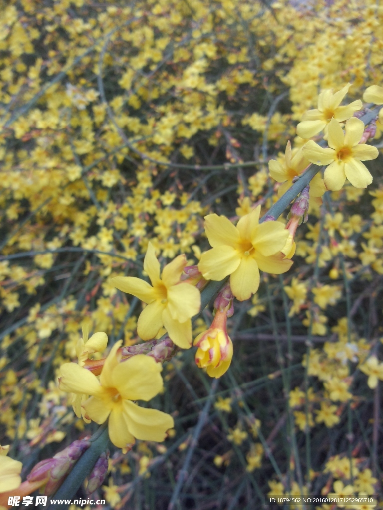 迎春花