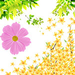 迎春花 树枝 花朵