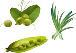 矢量豌豆