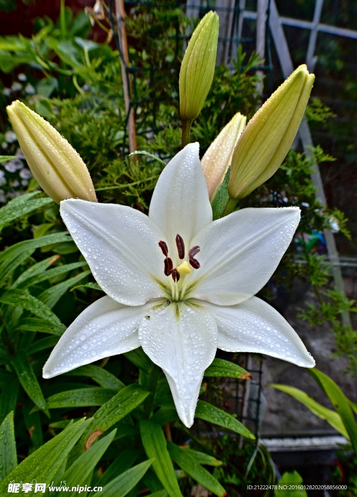 百合花