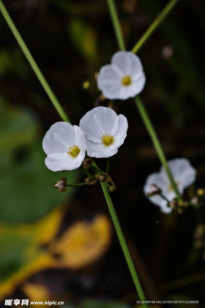 三朵白花