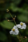 白花两朵