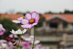 海珠湿地公园的波斯菊