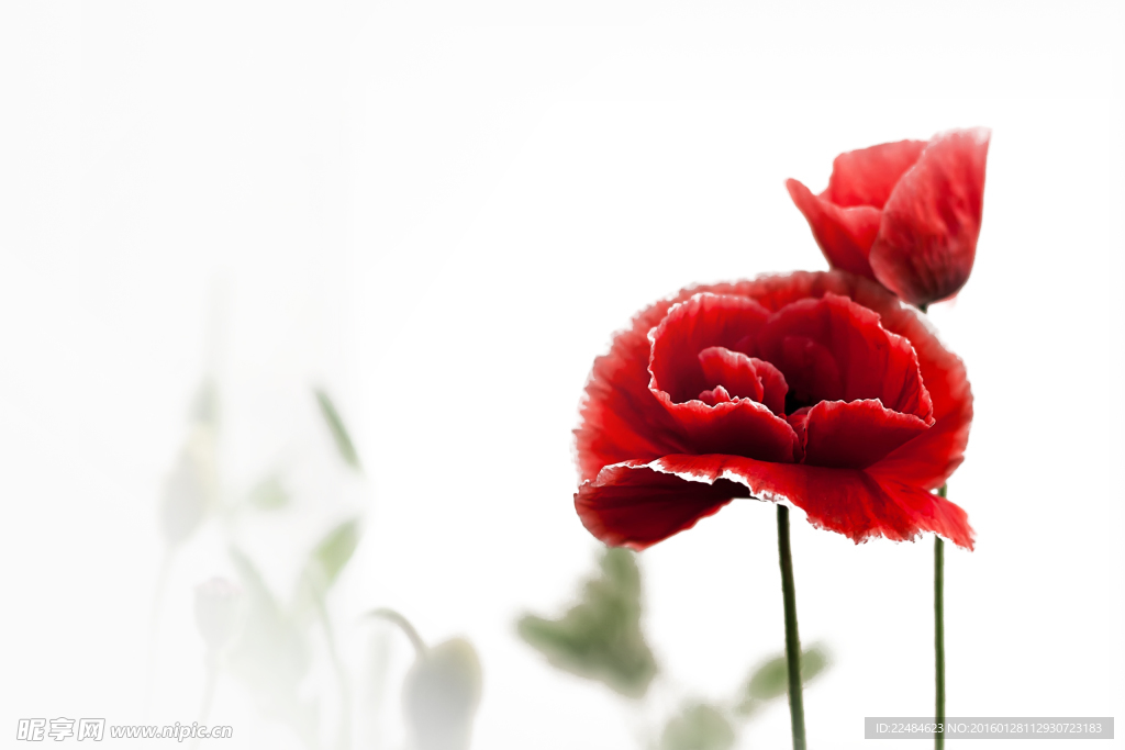 鲜花