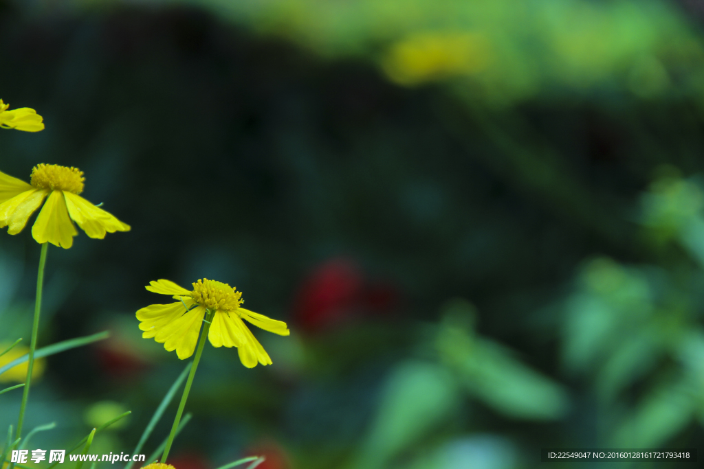 夏季小花