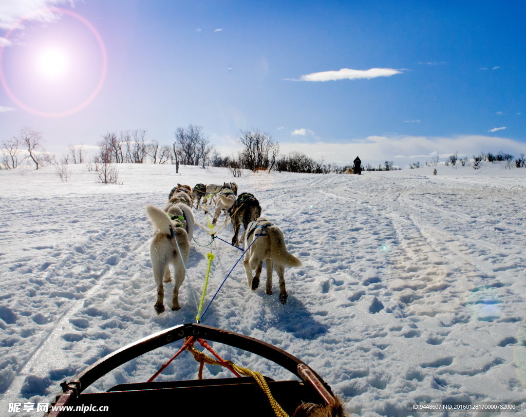 冬季雪橇犬图片