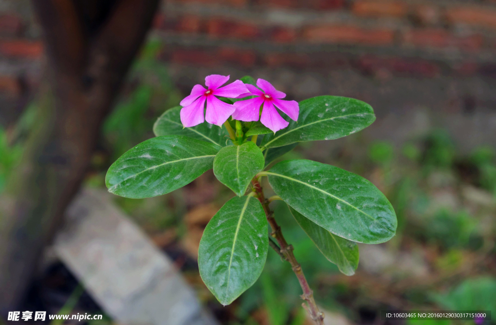 长春花