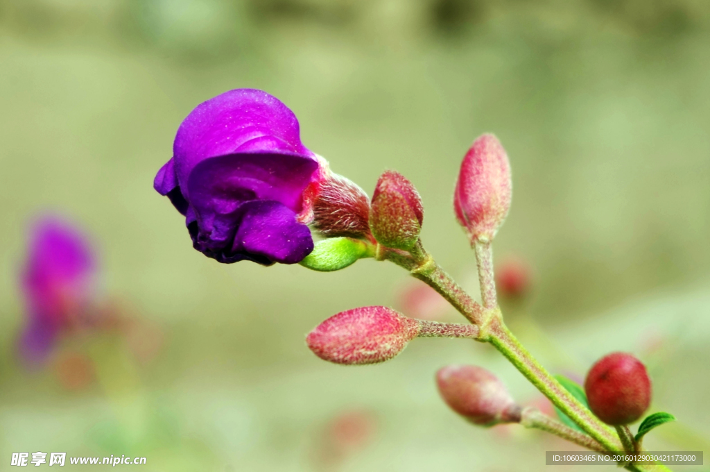 花枝 花蕾