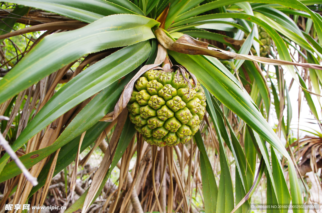 海洋风光 野菠萝