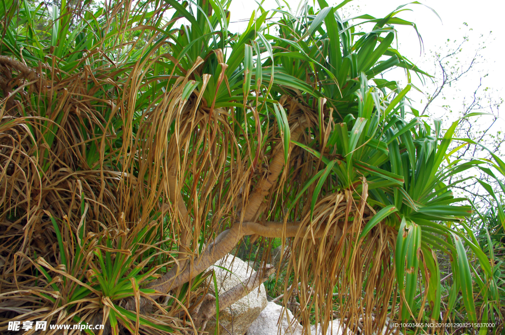 海洋风光 野菠萝