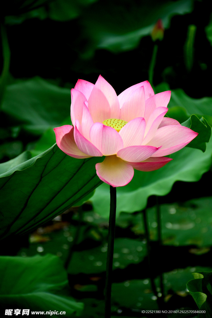 荷花