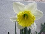 水仙花