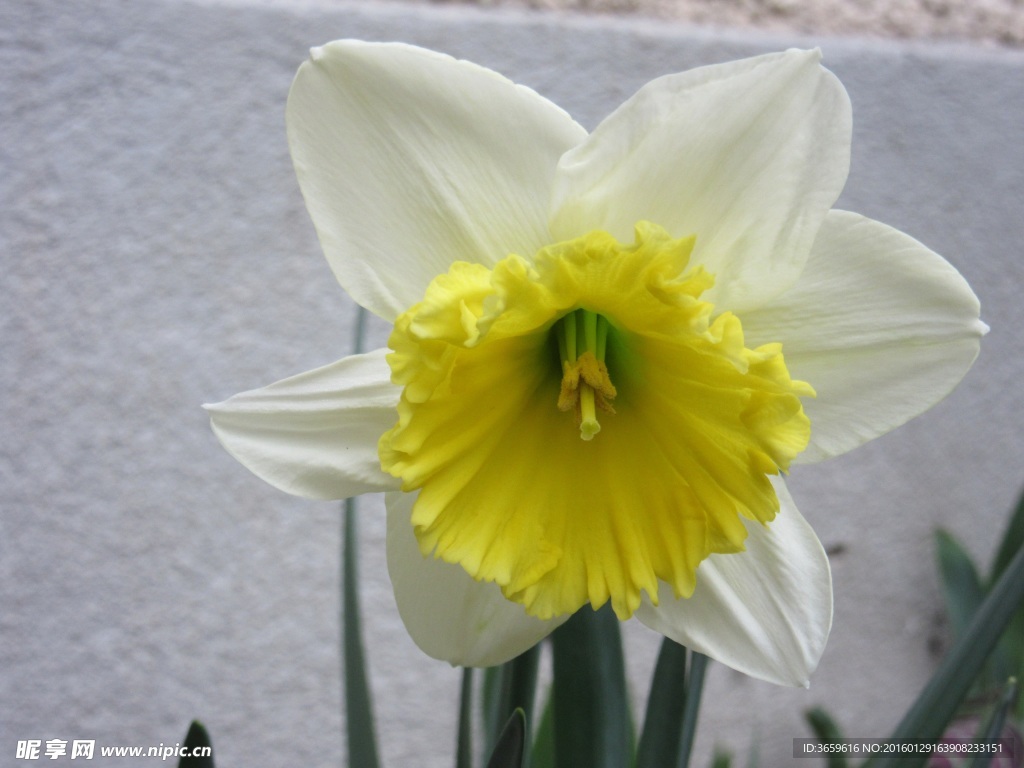 水仙花
