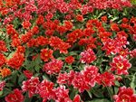 郁金香花场