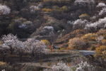 田园 乡村 树木 山区