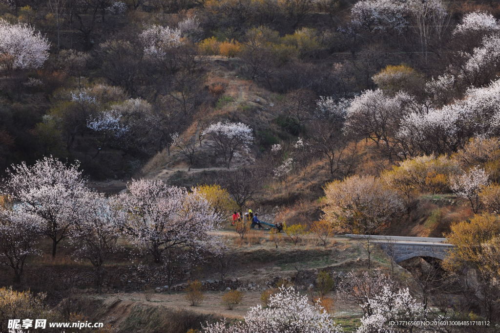 田园 乡村 树木 山区