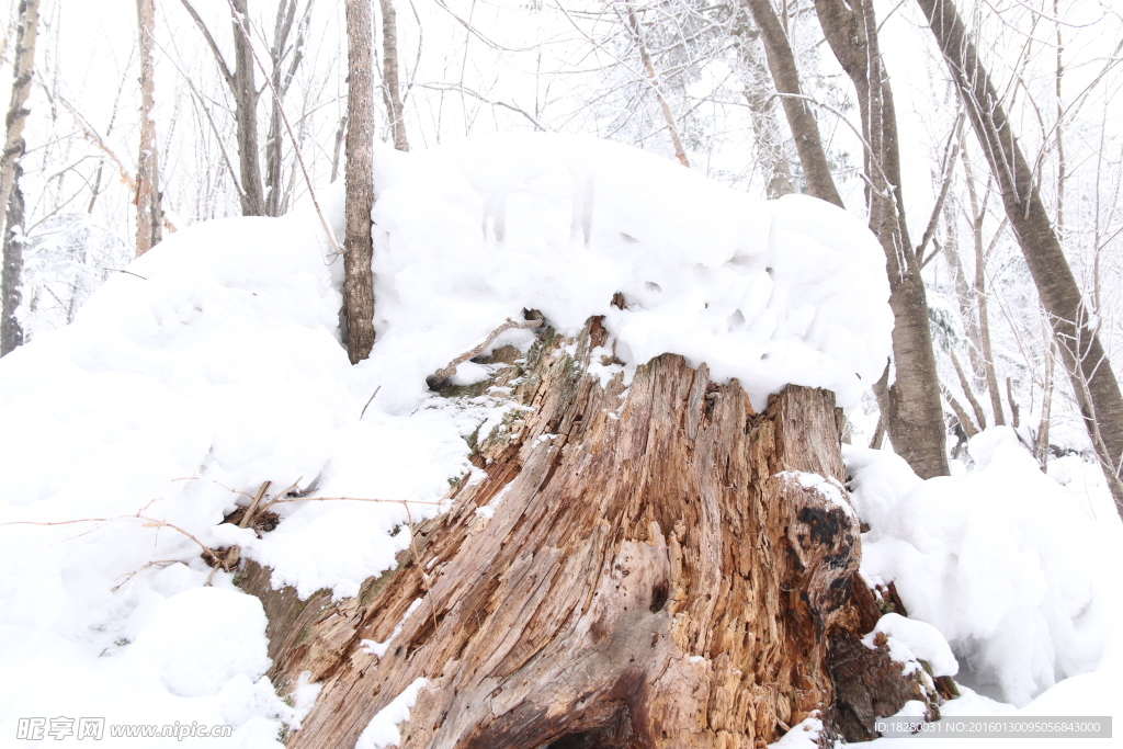 雪中的枯树