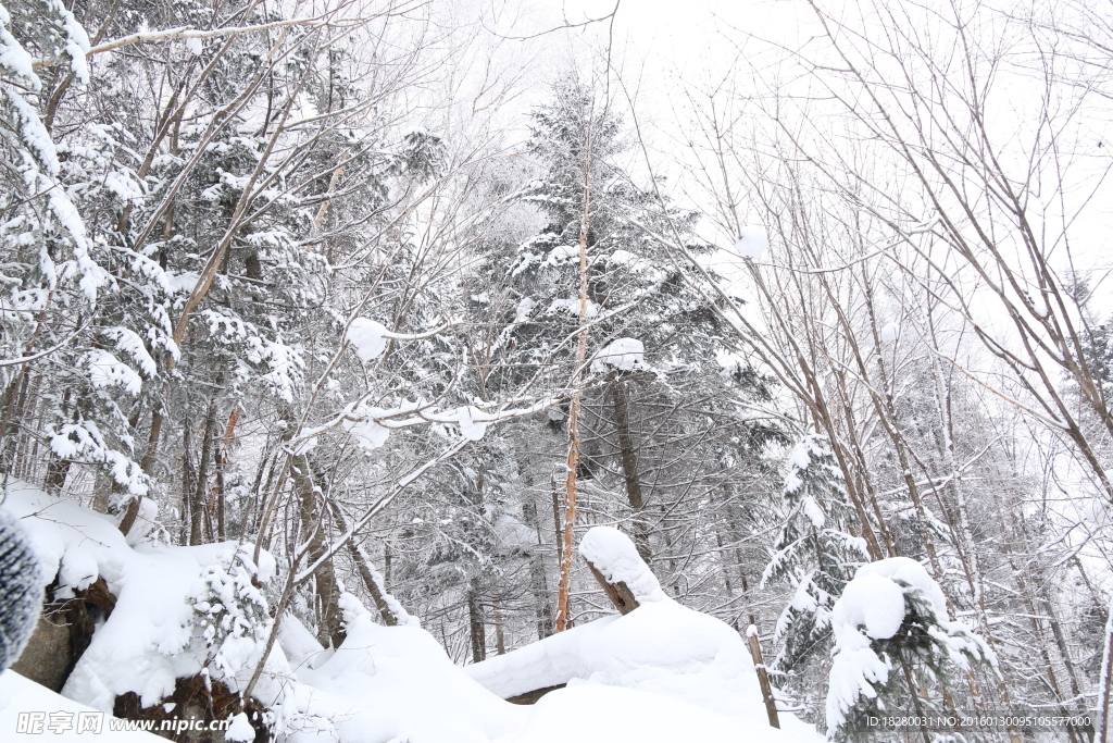 雪原