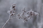 雪中植物