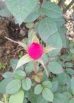 月季花苞