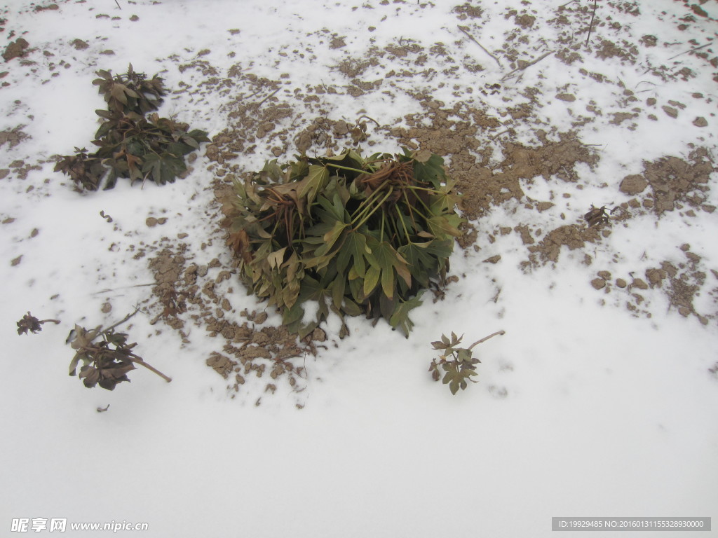 雪地八角金盘