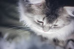 宠物猫