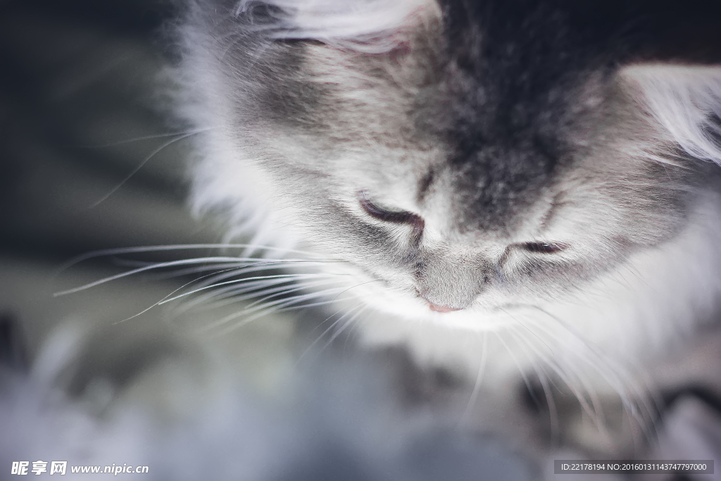 宠物猫