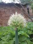 葱花