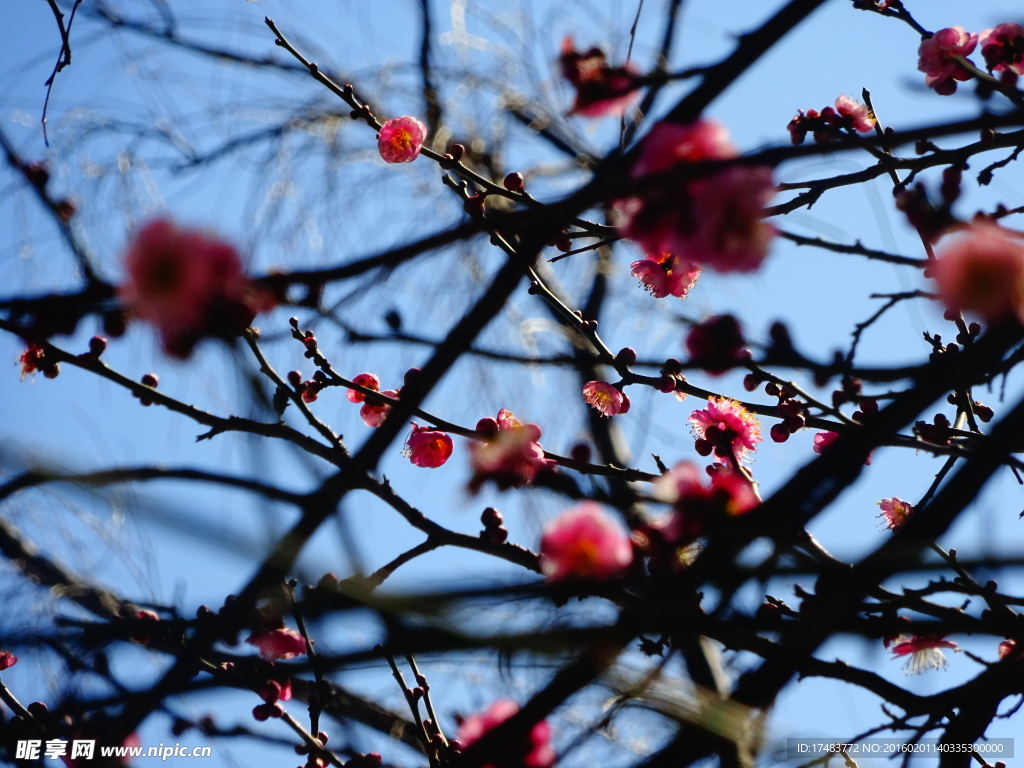 梅花