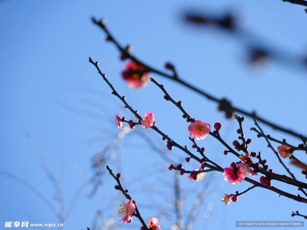 梅花