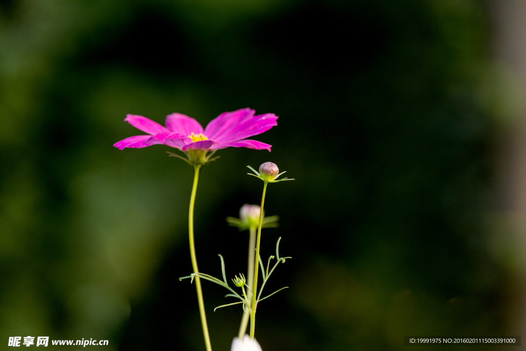 格桑花