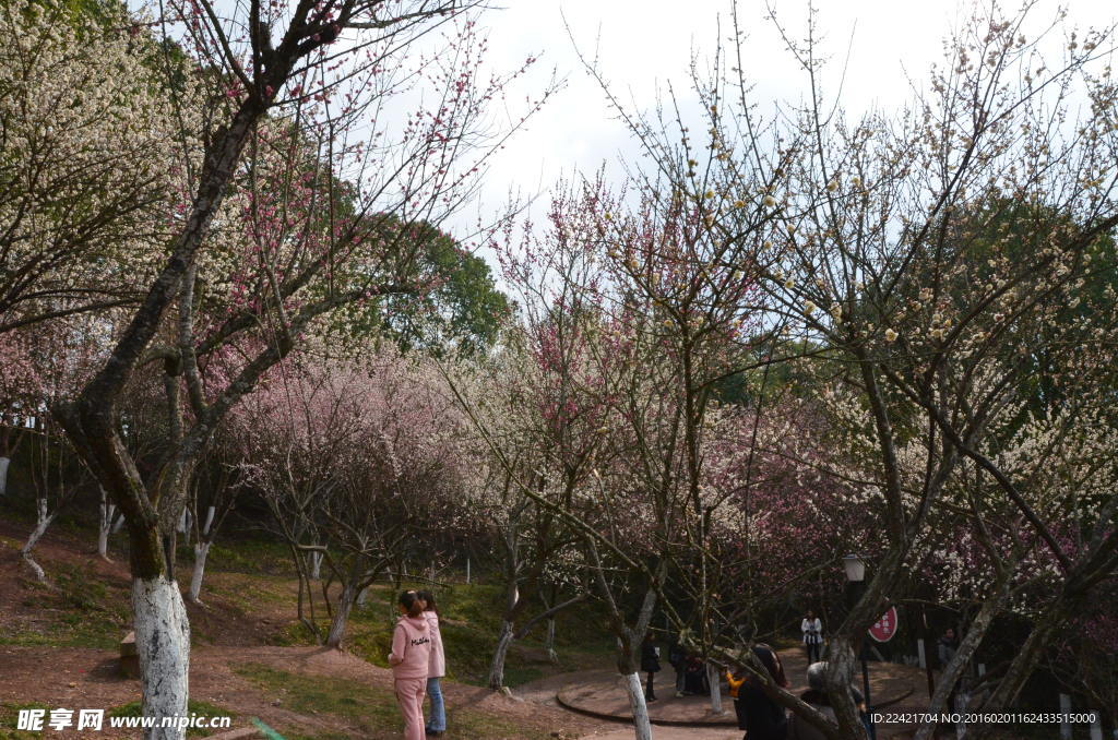 梅花 腊梅