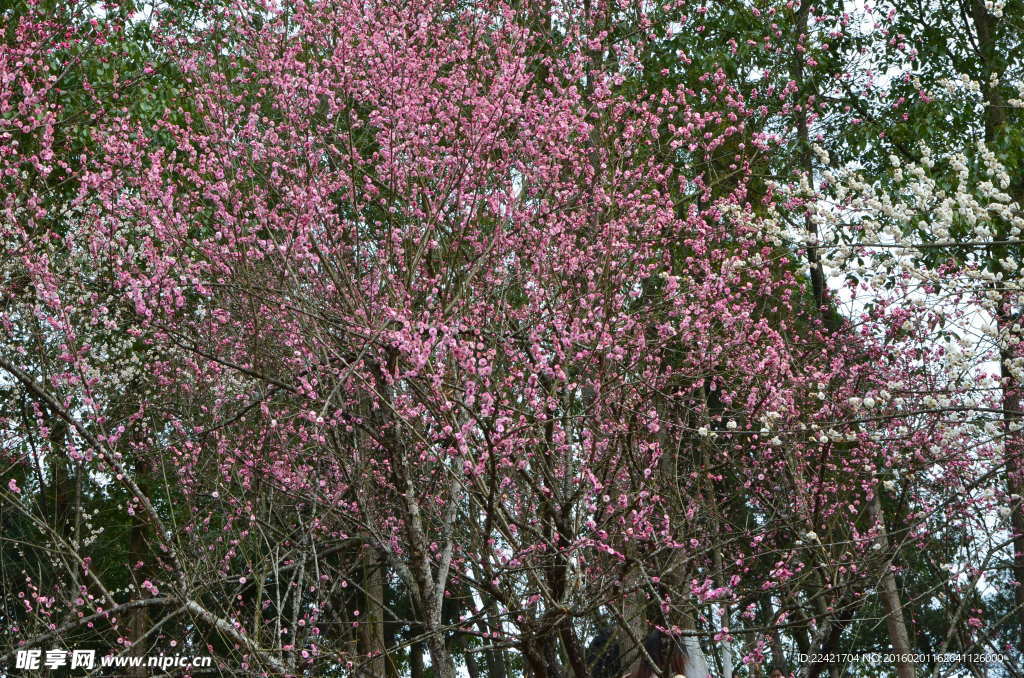 梅花 腊梅 红色腊梅