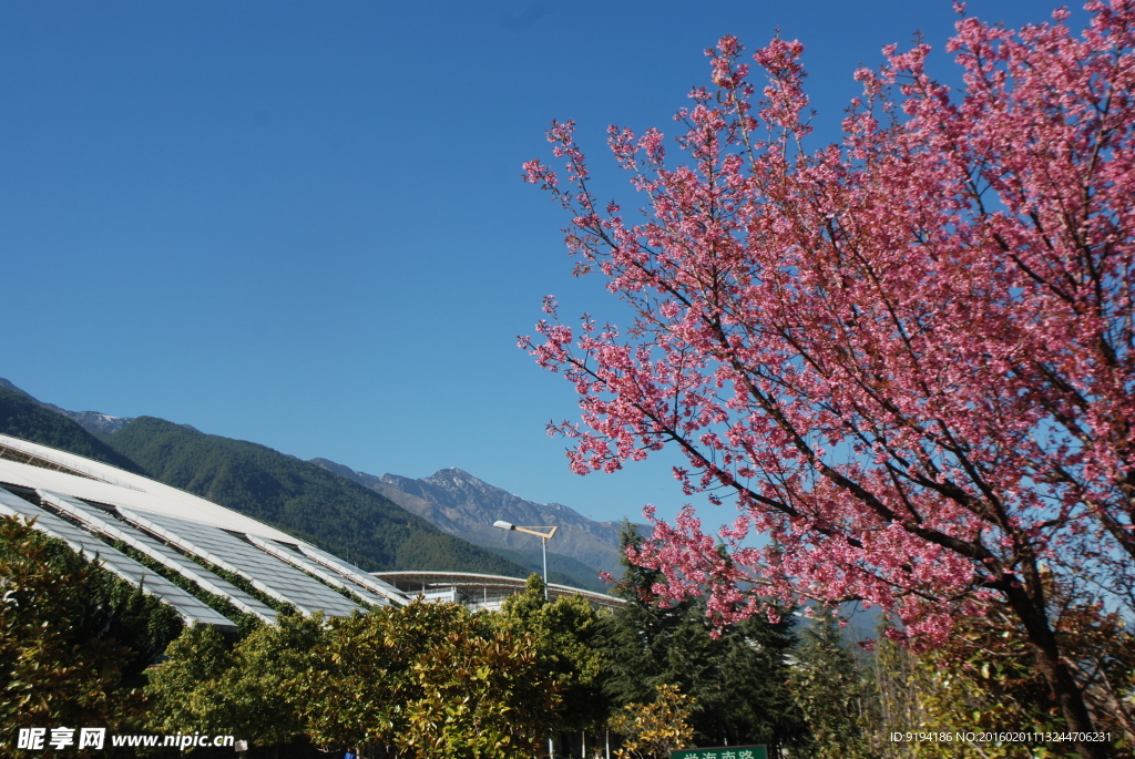 大理大学樱花