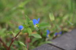 野花