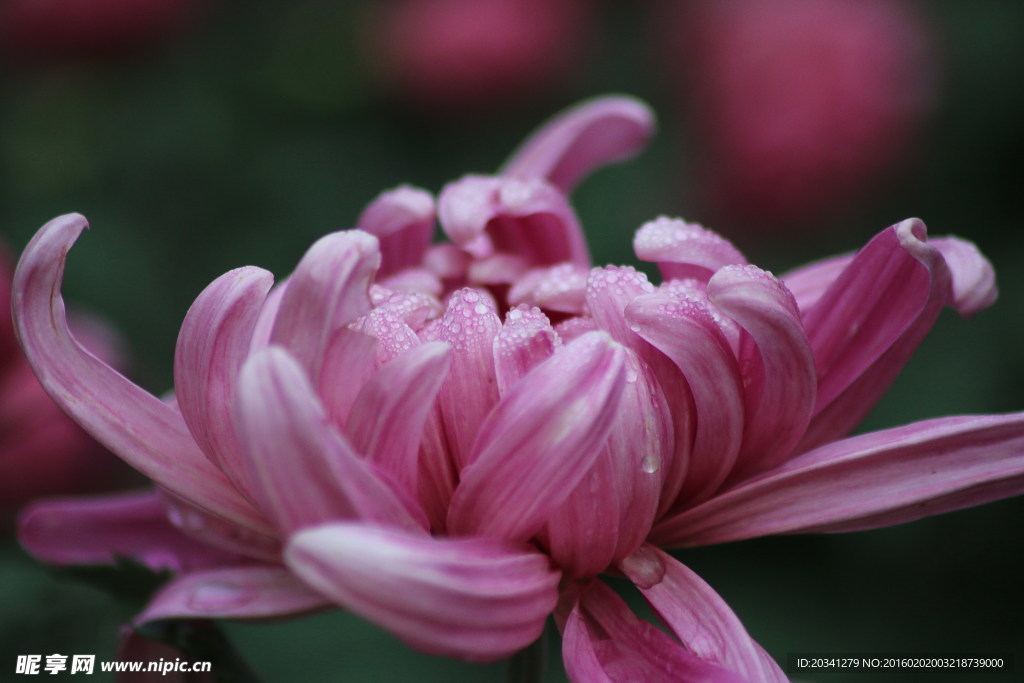 菊花