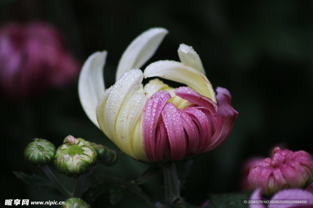 菊花