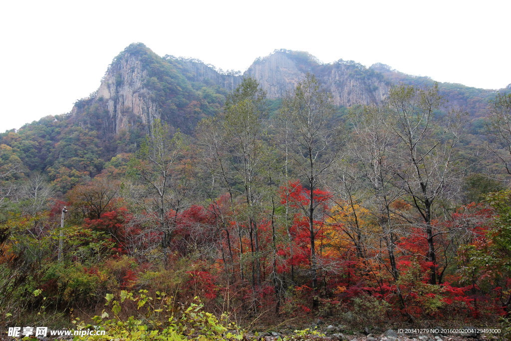 枫林 山林