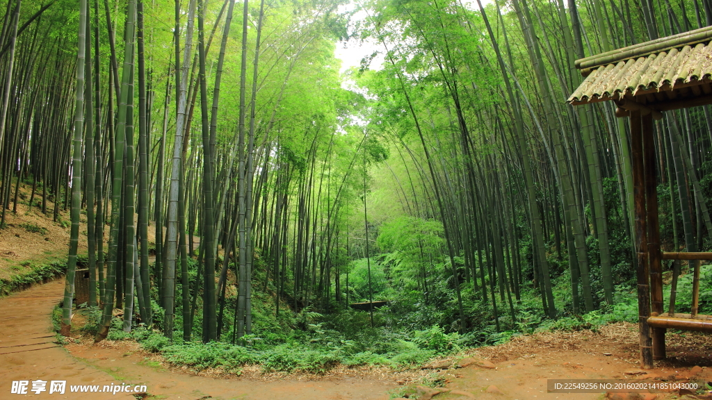 翠竹湾湾