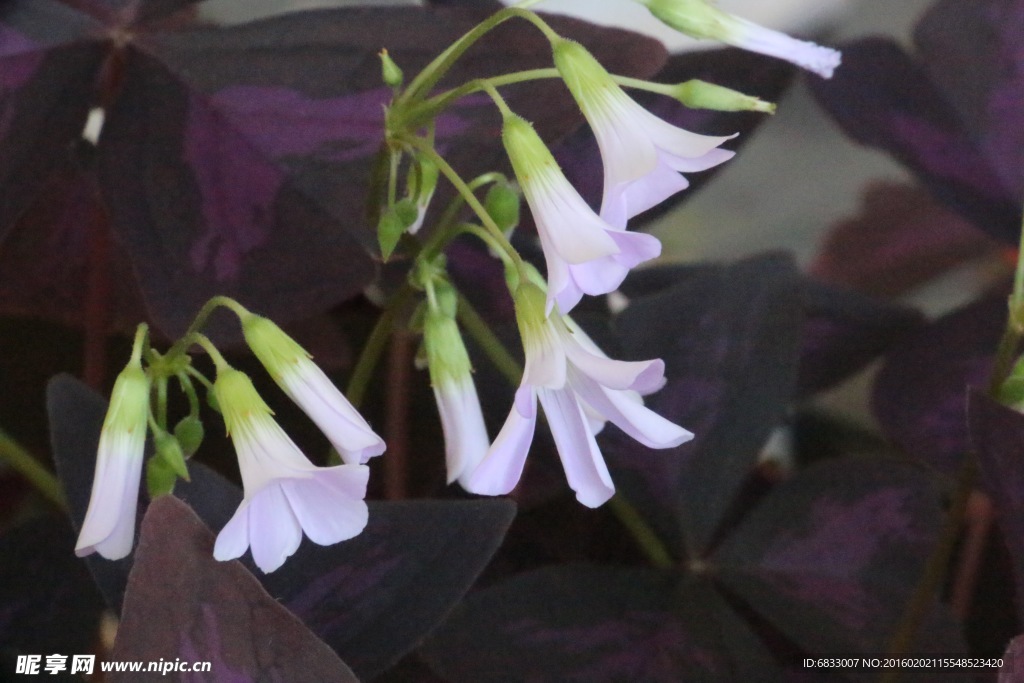 蝴蝶花