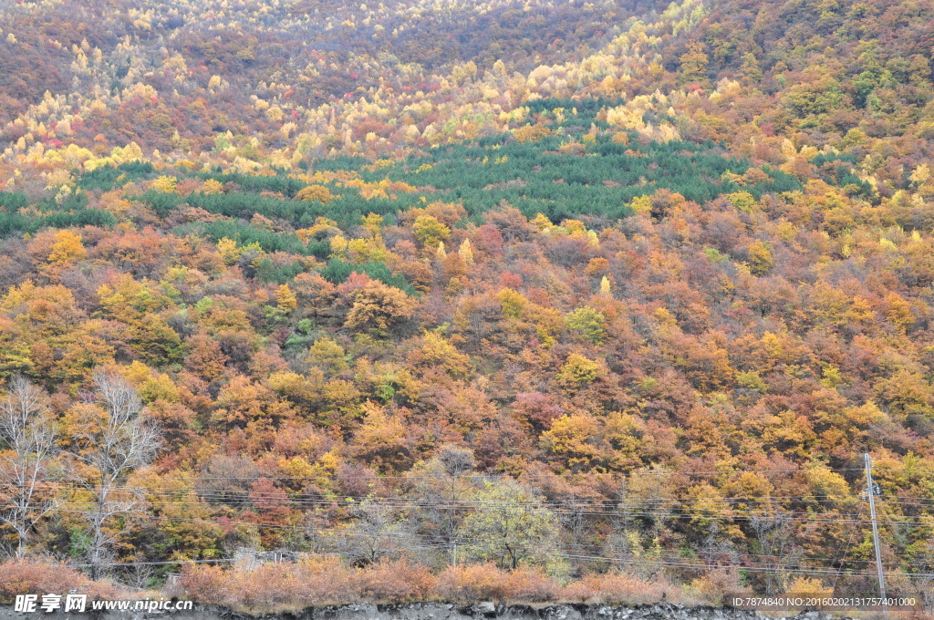 黑水彩林