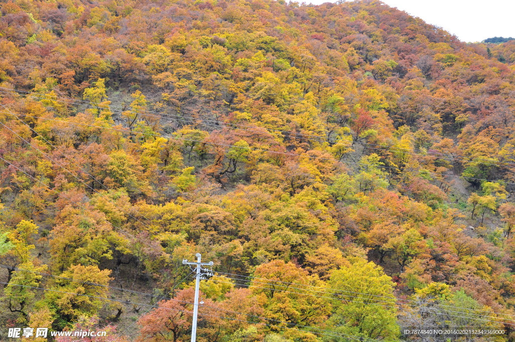 四川旅游  黑水彩林