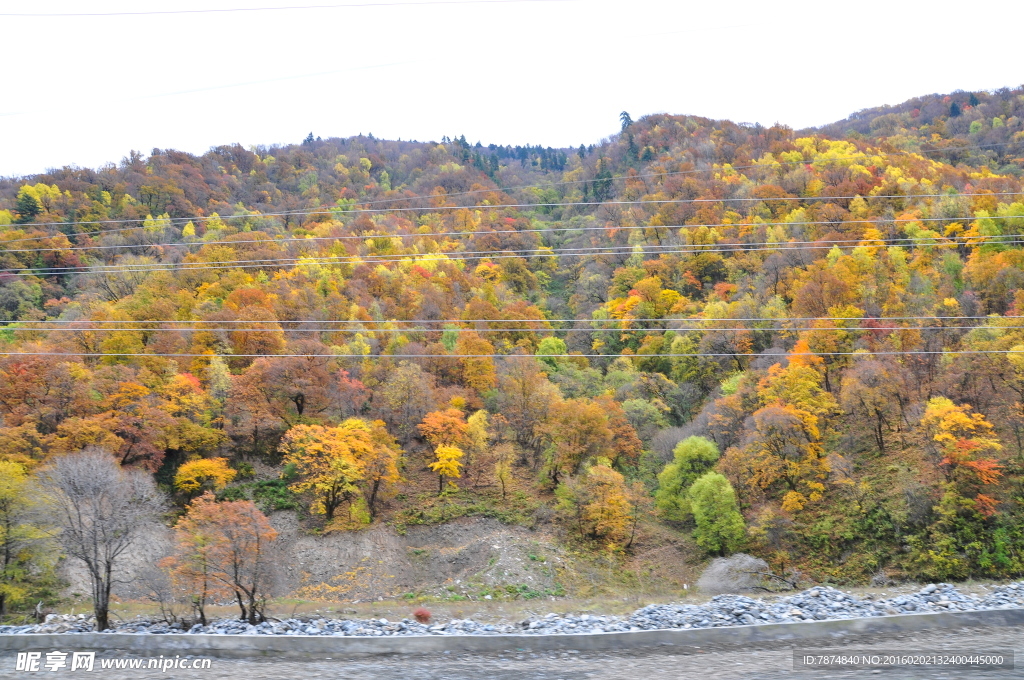 四川旅游  黑水彩林
