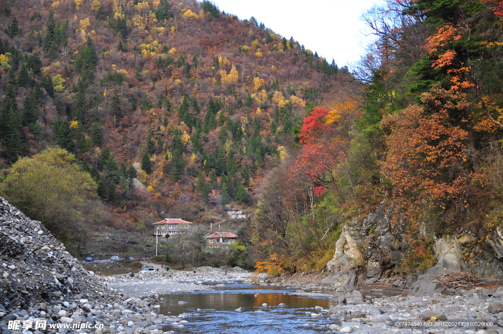 四川旅游  黑水彩林