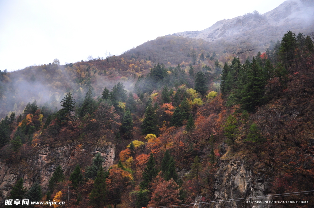 四川旅游  黑水彩林