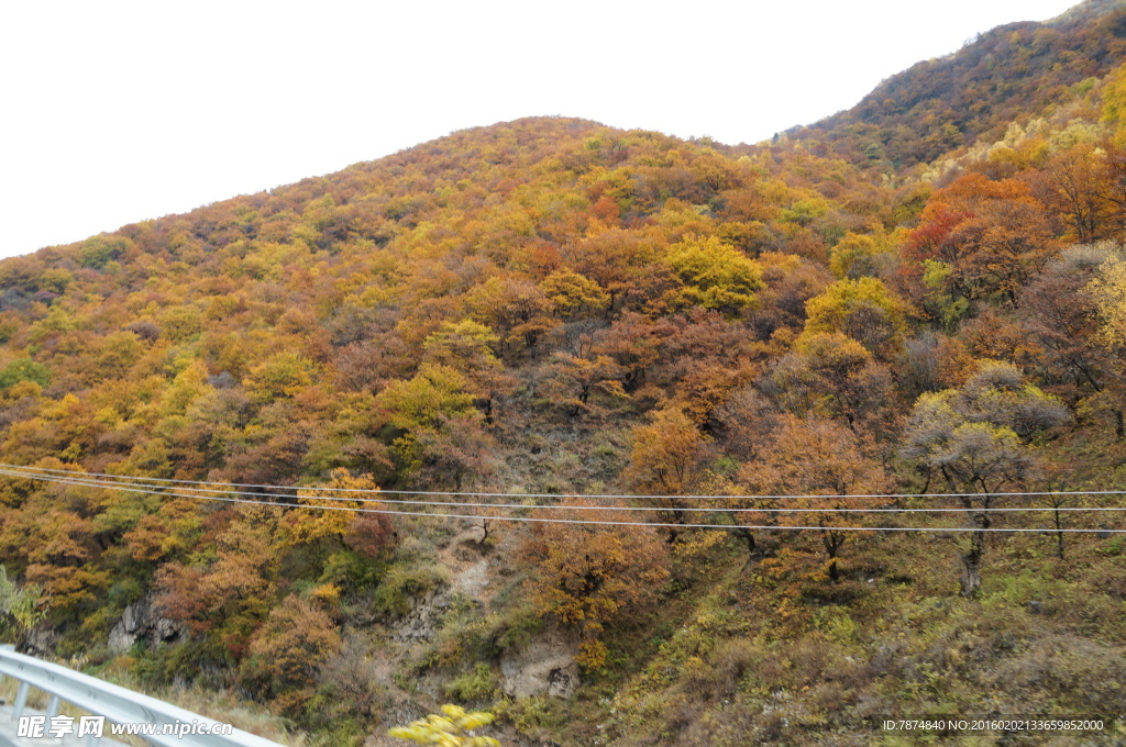 四川旅游  黑水彩林